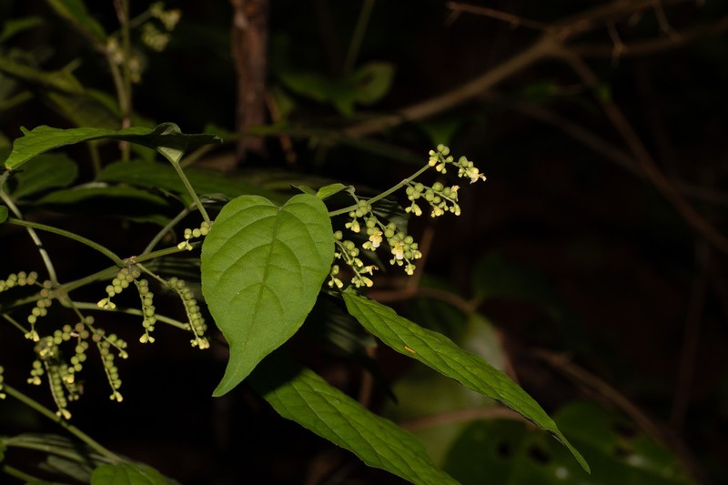Rokohia siamensis photo 2
