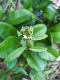 Yerba De Plata