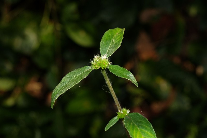 Yerba De Plata photo 2
