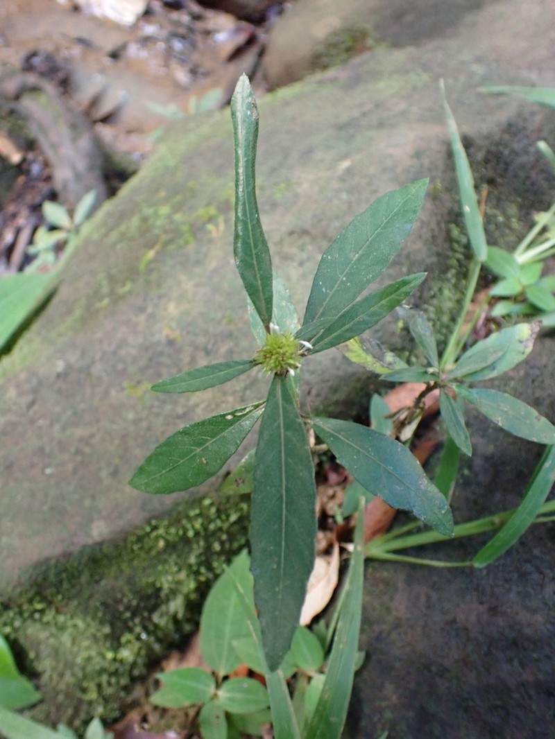 Yerba De Plata photo 3