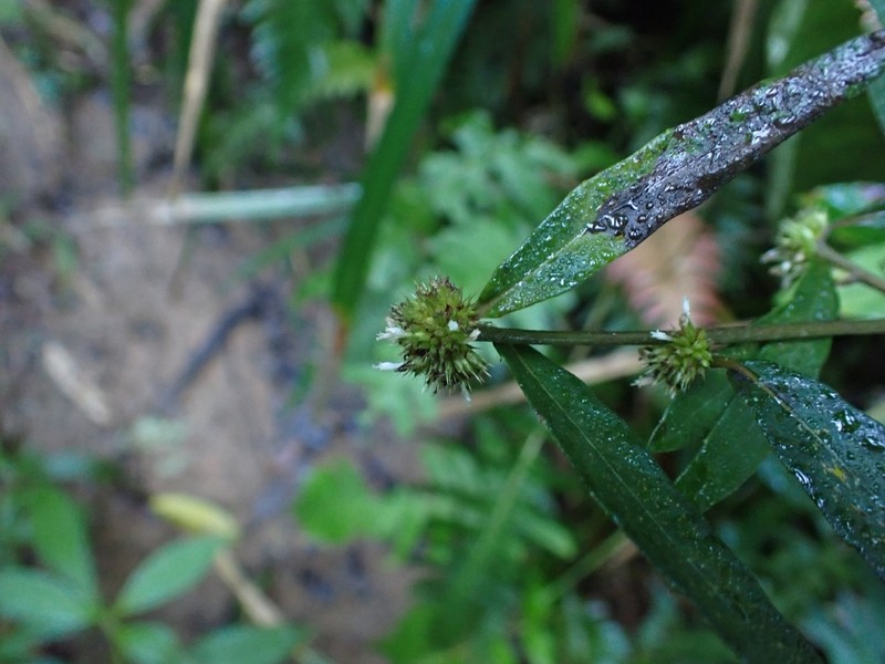 Yerba De Plata photo 4