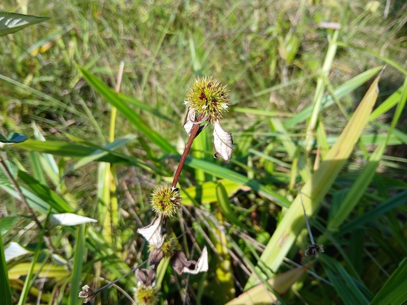 Yerba De Plata photo 5