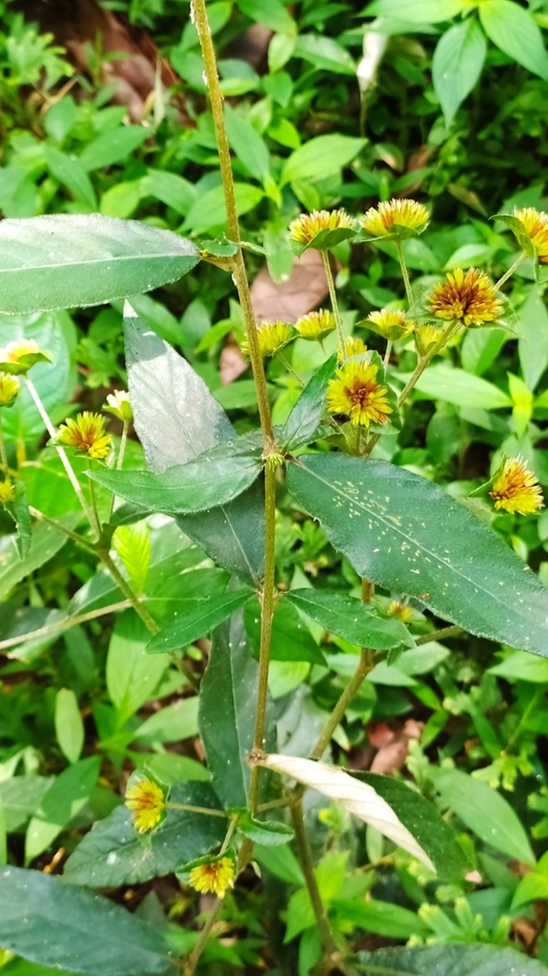 Yerba De Plata photo 6