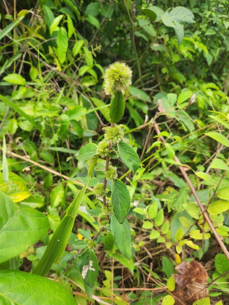 Yerba De Plata photo 7