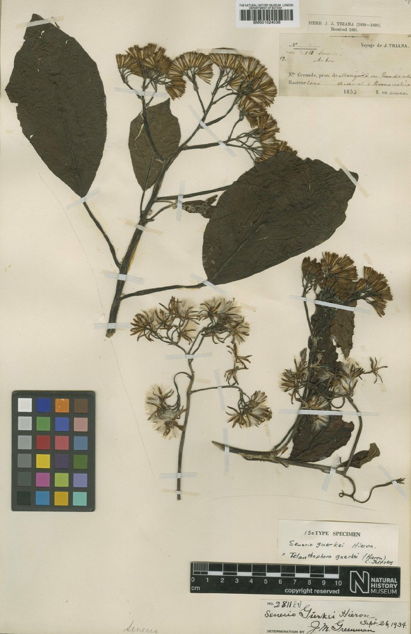 Roldana hamamelidifolia