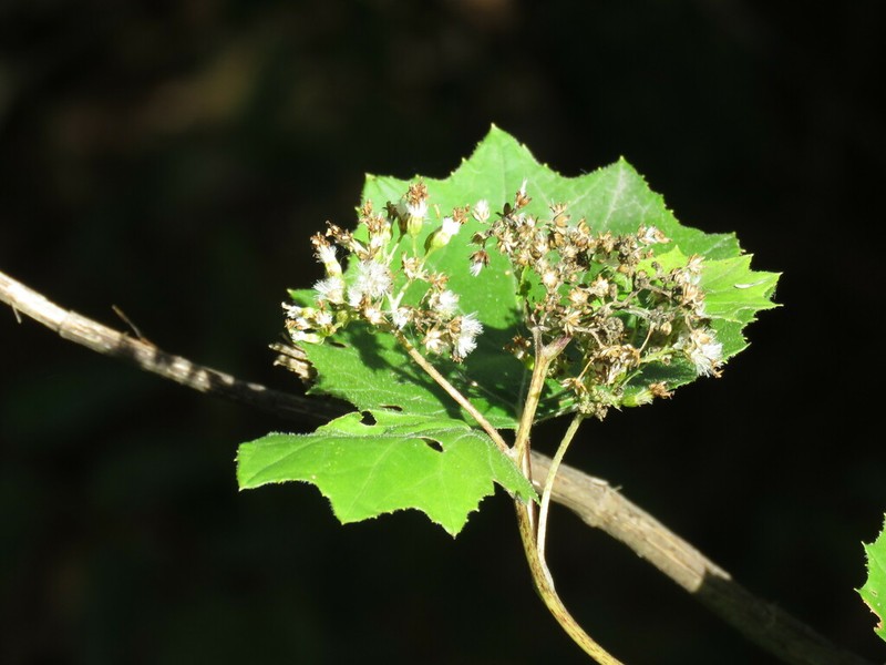 Hartweg's Groundsel