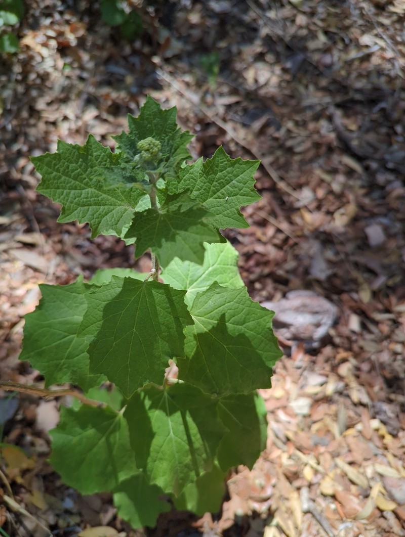 Hartweg's Groundsel photo 2