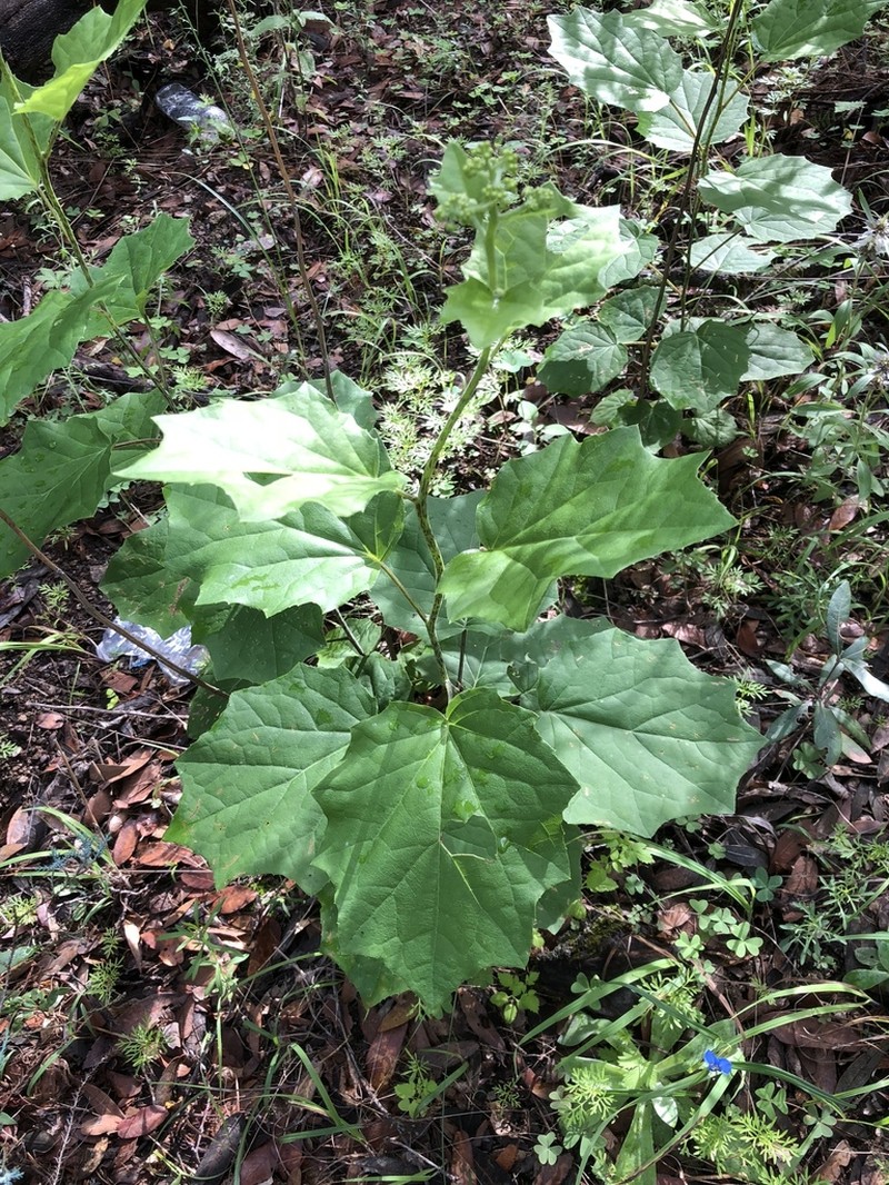 Hartweg's Groundsel photo 3