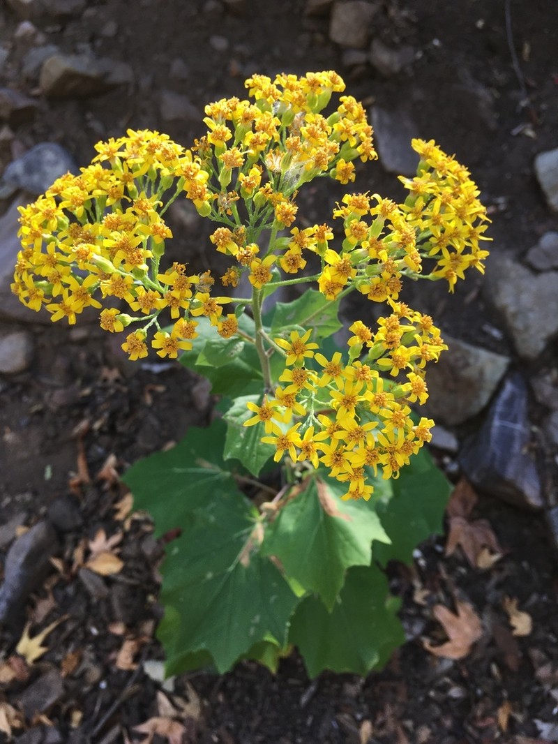 Hartweg's Groundsel photo 4
