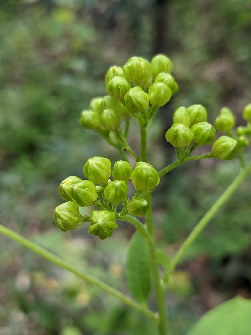 Hartweg's Groundsel photo 5