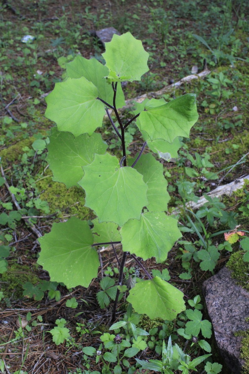 Hartweg's Groundsel photo 6