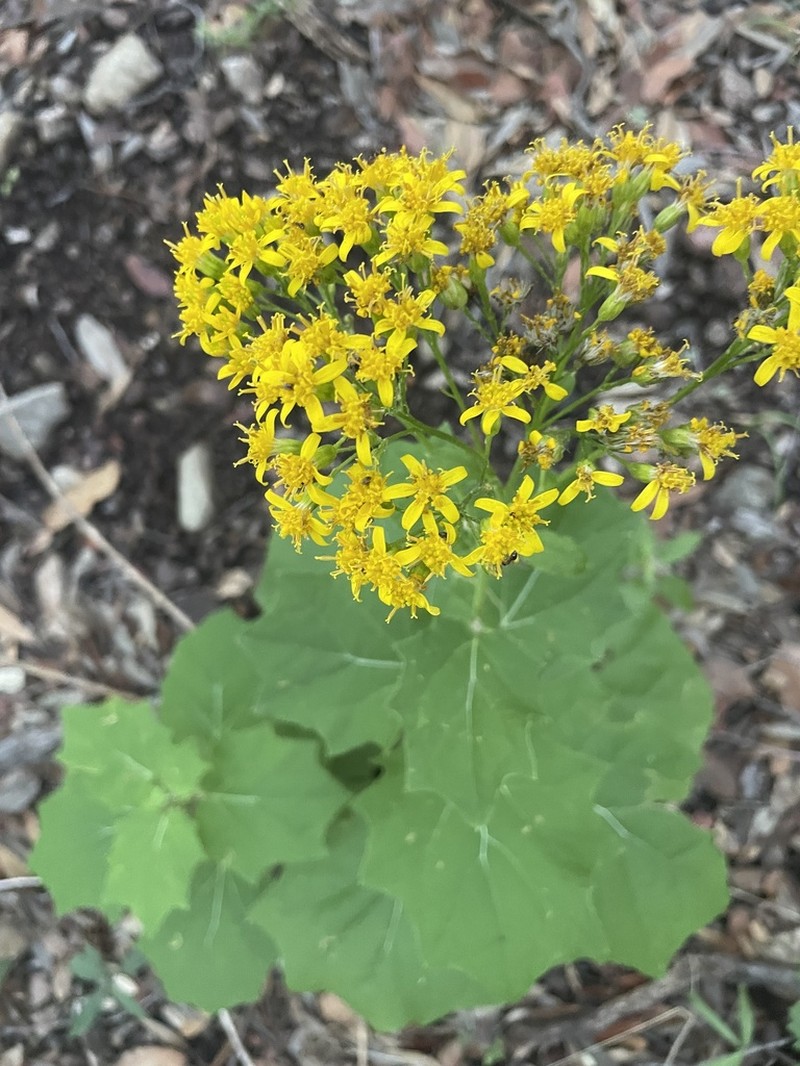 Hartweg's Groundsel photo 7