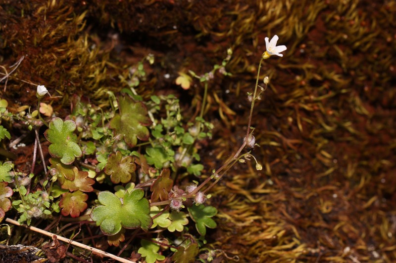 California Mistmaiden