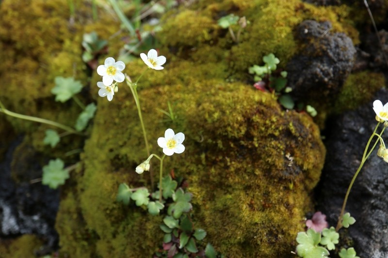 Sitka Mistmaiden photo 3