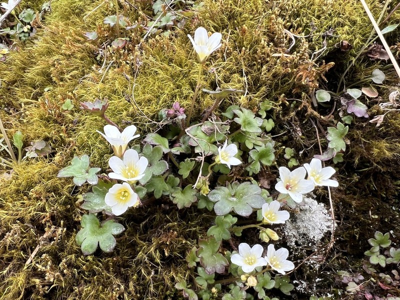 Sitka Mistmaiden photo 6