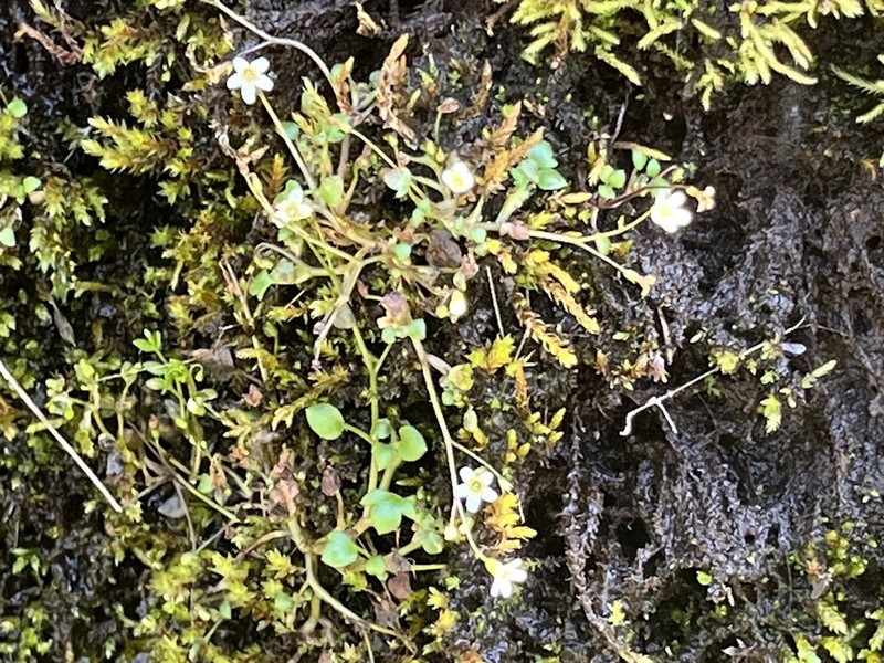 Thompson's Mistmaiden photo 2