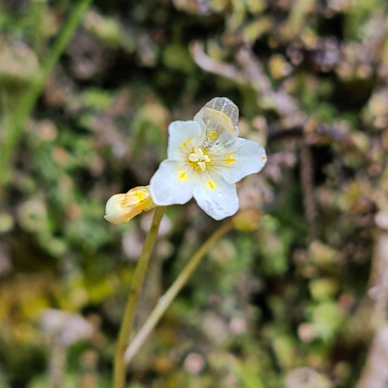 Thompson's Mistmaiden photo 6