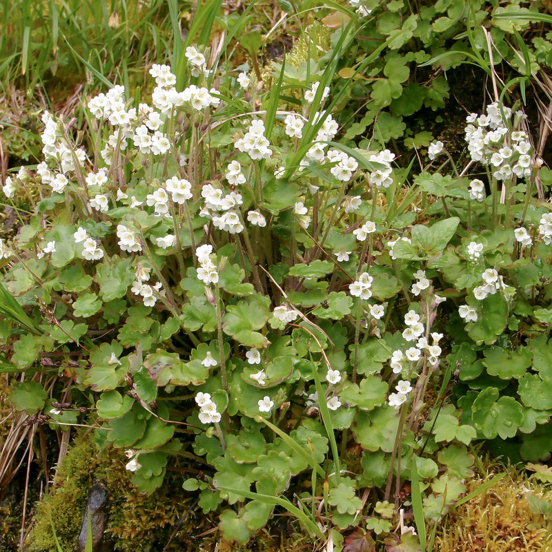 Alaska Mistmaiden photo 3