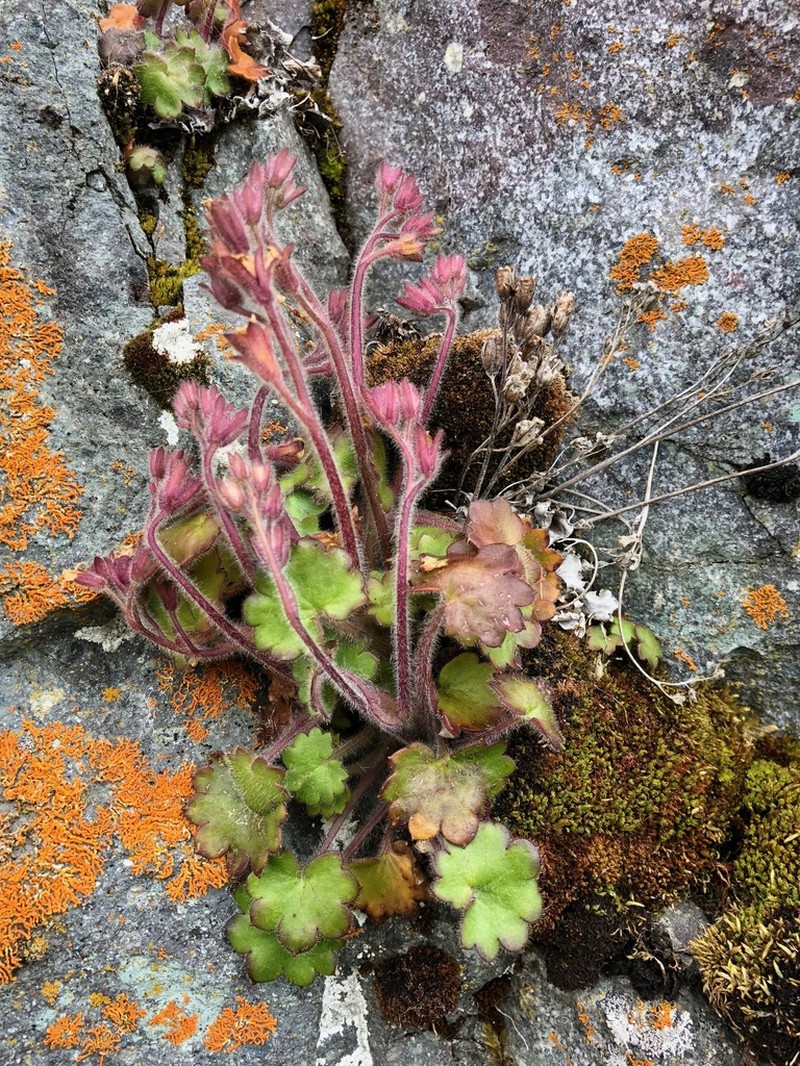 Alaska Mistmaiden photo 5