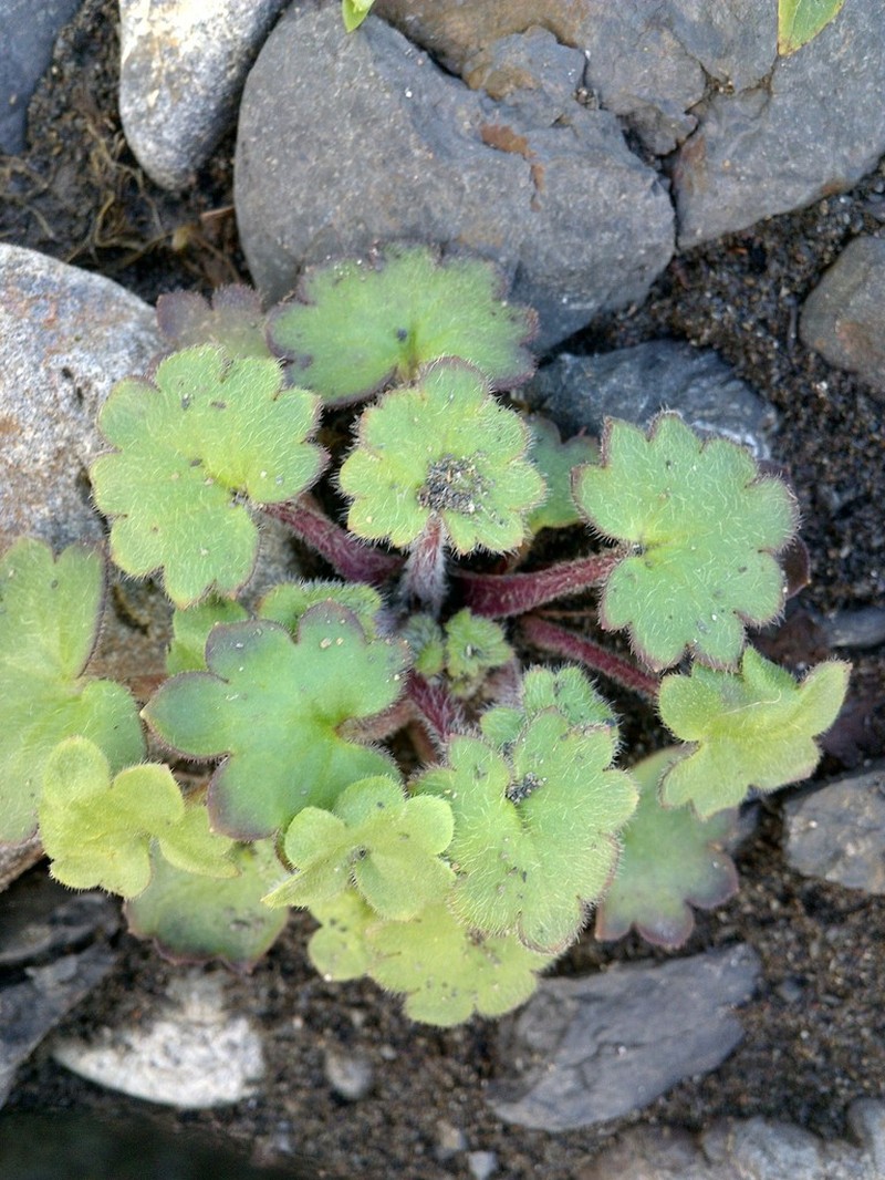 Alaska Mistmaiden photo 6