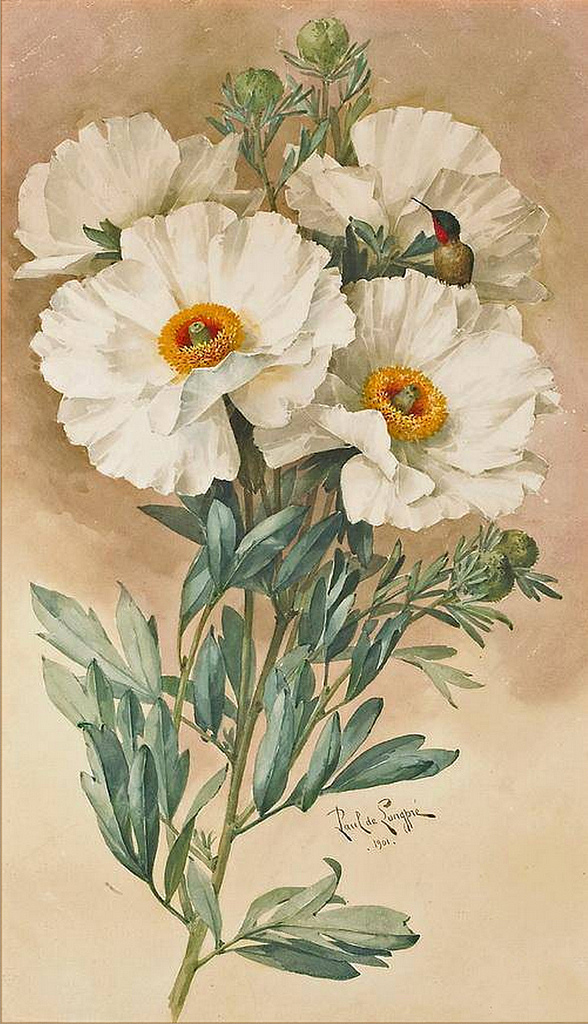 Coulter's Matilija Poppy