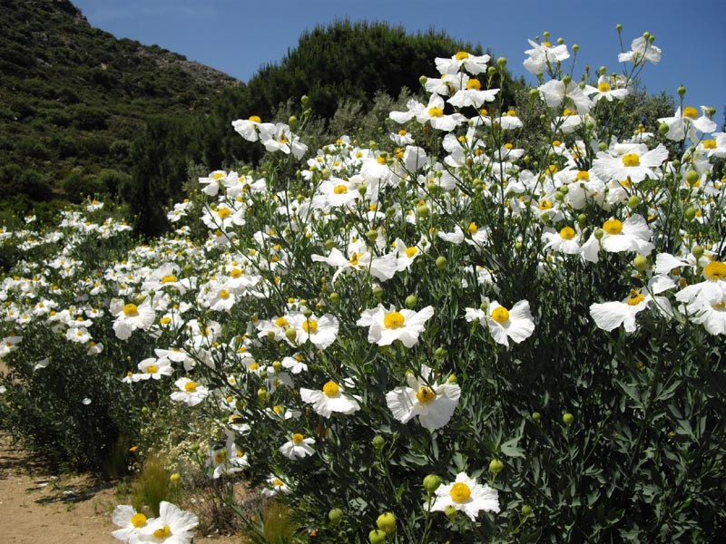 Coulter's Matilija Poppy photo 2
