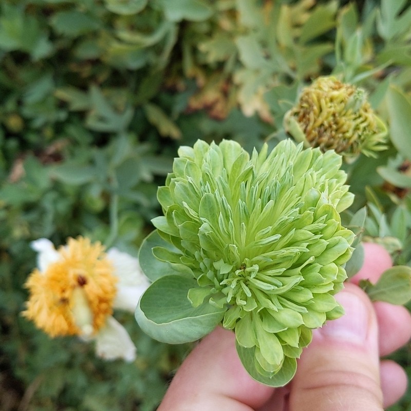Coulter's Matilija Poppy photo 2