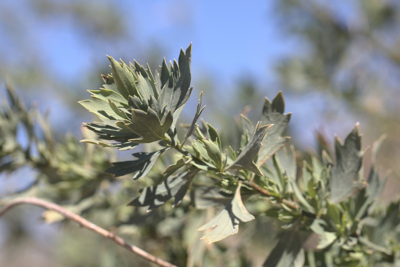 Coulter's Matilija Poppy photo 3
