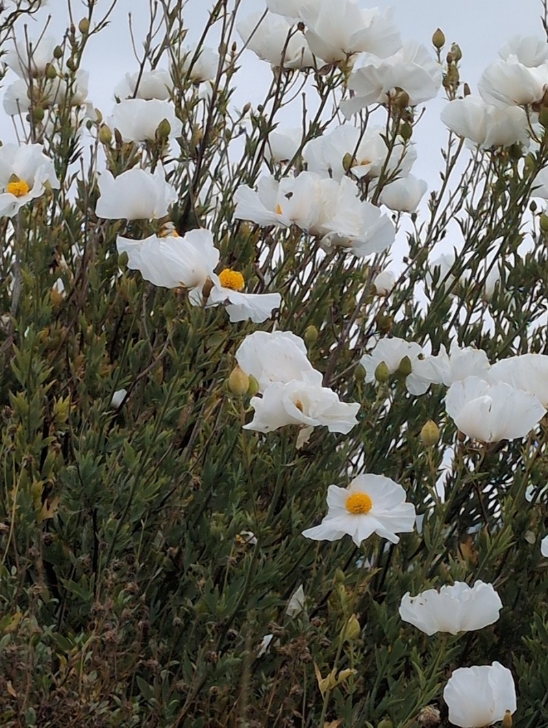 Coulter's Matilija Poppy photo 4