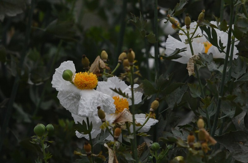 Coulter's Matilija Poppy photo 5