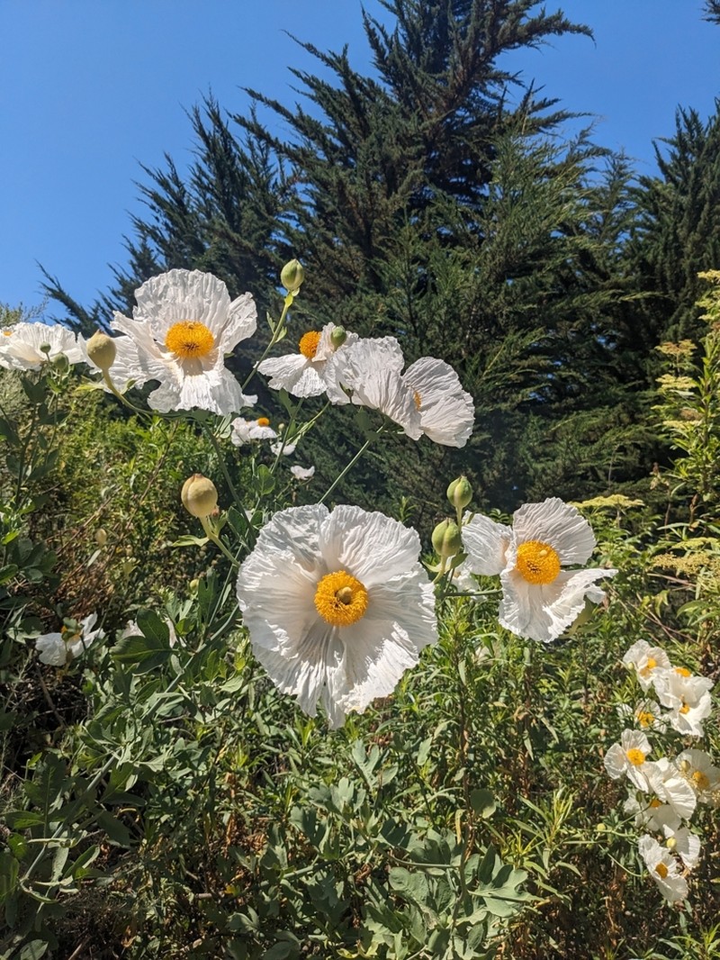 Coulter's Matilija Poppy photo 6