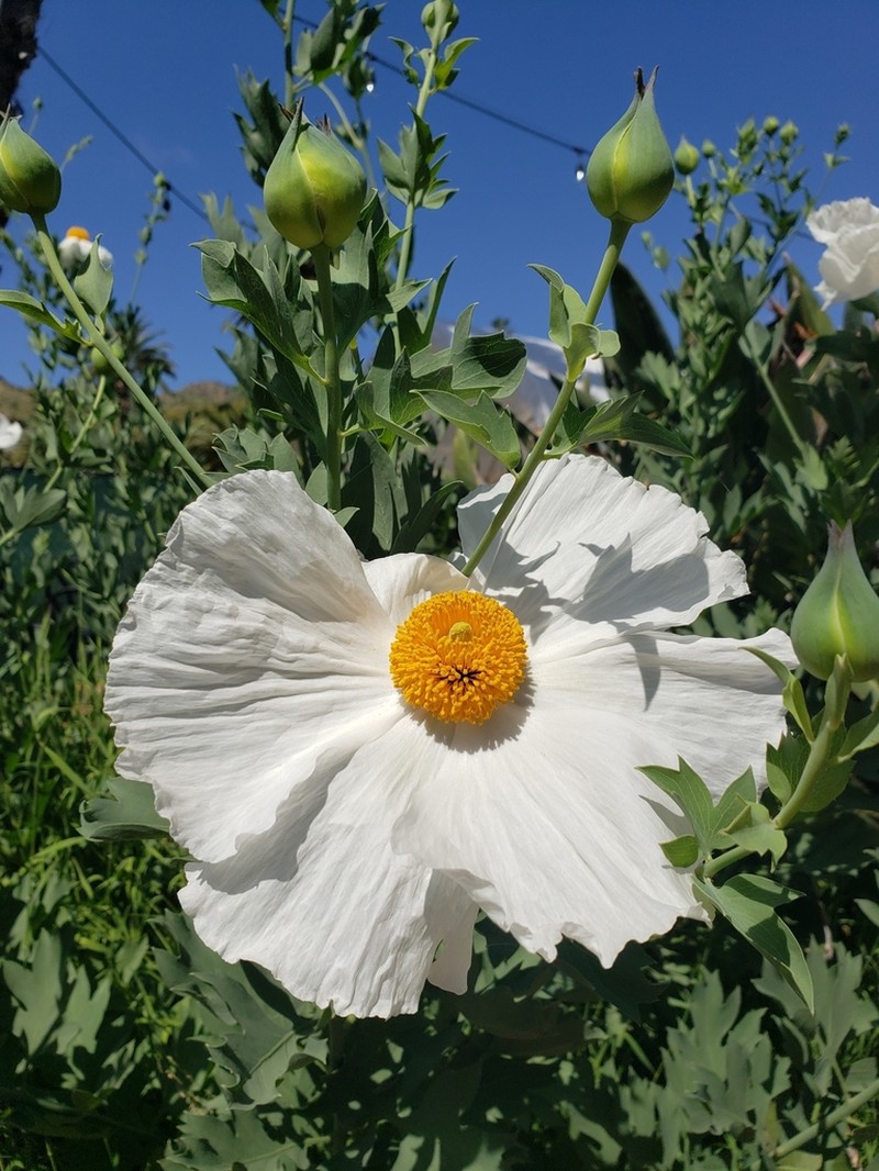 Coulter's Matilija Poppy photo 7