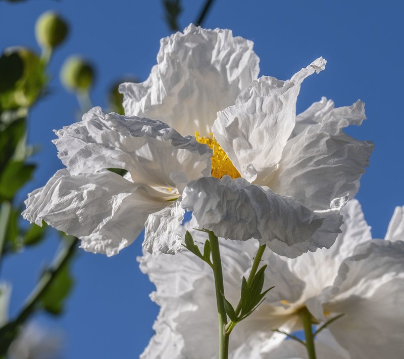 Coulter's Matilija Poppy photo 8