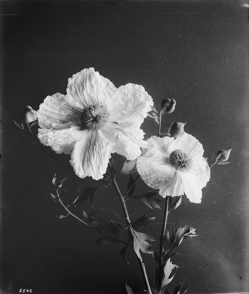 Bristly Matilija Poppy photo 2