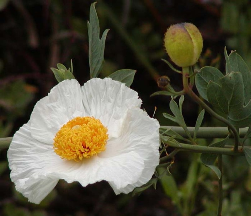 Bristly Matilija Poppy photo 3