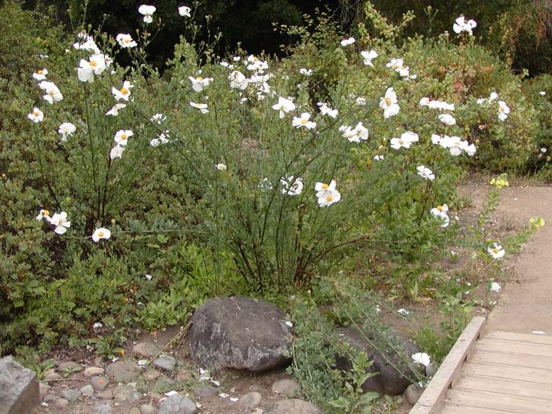 Bristly Matilija Poppy photo 4