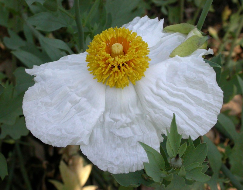 Bristly Matilija Poppy