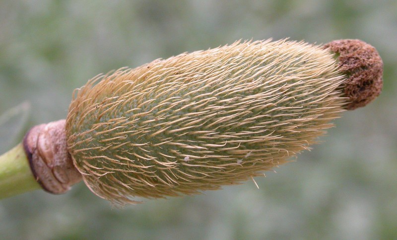 Bristly Matilija Poppy photo 6