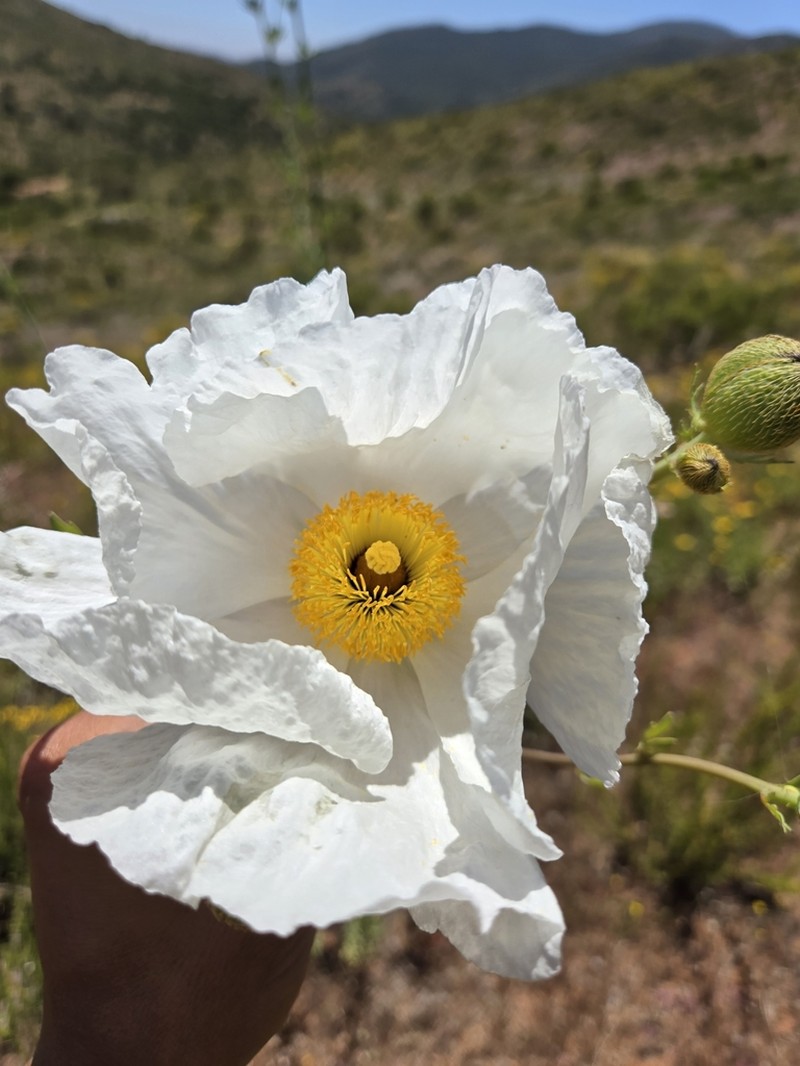 Bristly Matilija Poppy photo 3