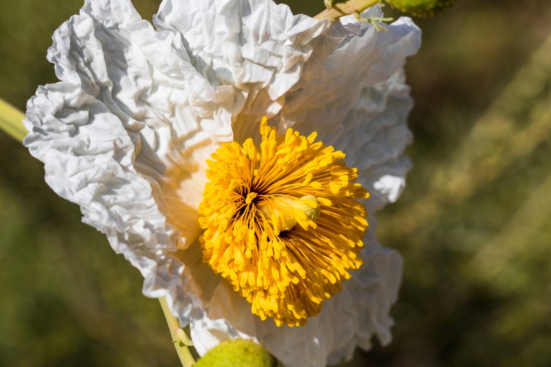 Bristly Matilija Poppy photo 4