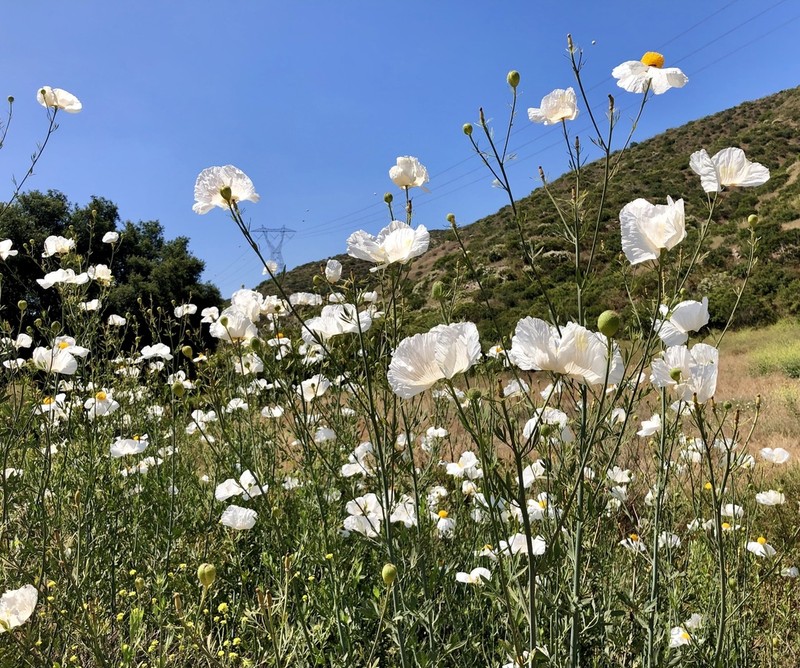Bristly Matilija Poppy photo 5