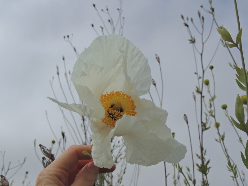 Bristly Matilija Poppy photo 6