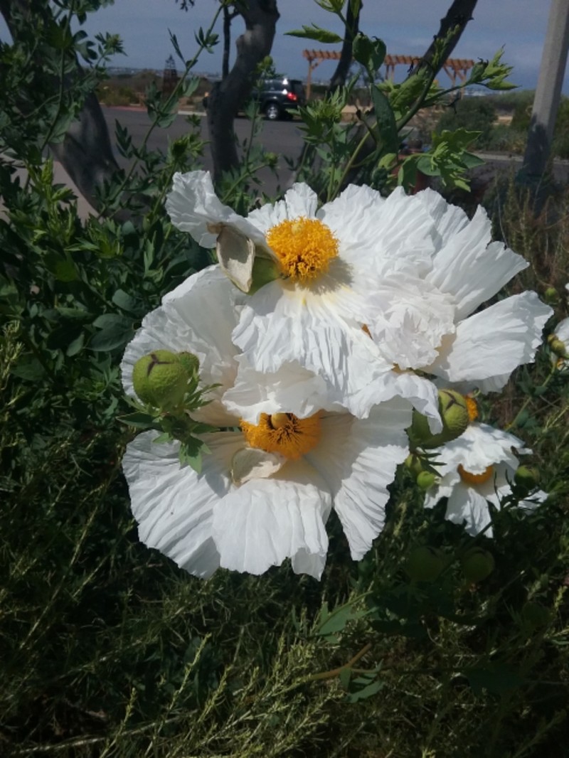 Bristly Matilija Poppy photo 8