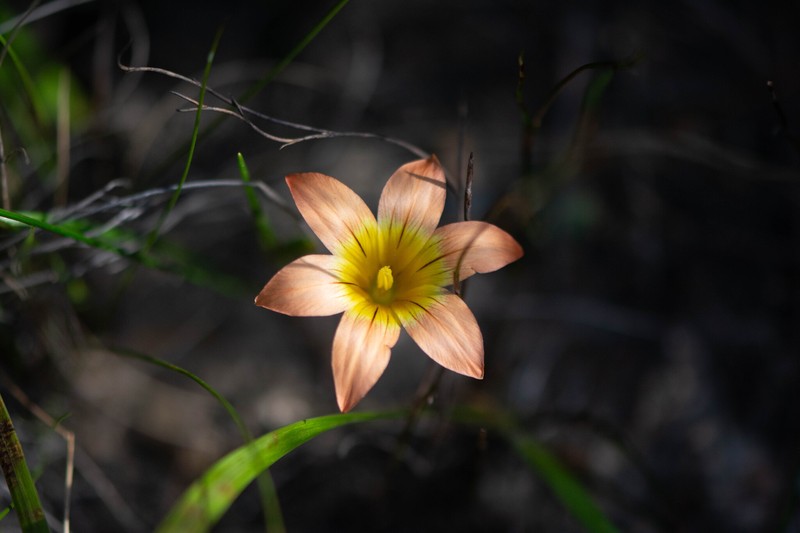 Romulea hirsuta subsp. cuprea