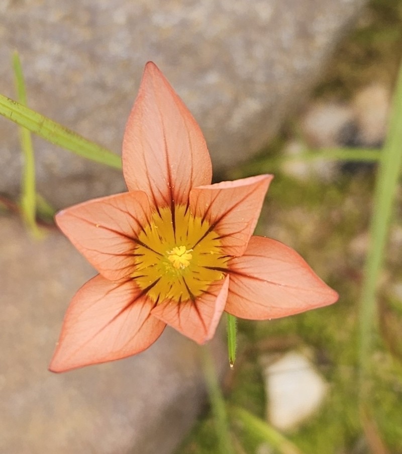 Romulea hirsuta subsp. cuprea photo 2