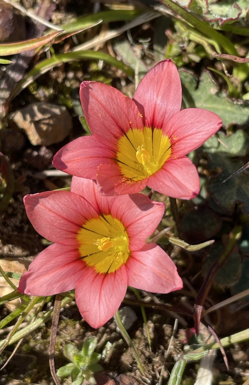 Romulea hirsuta subsp. cuprea photo 3