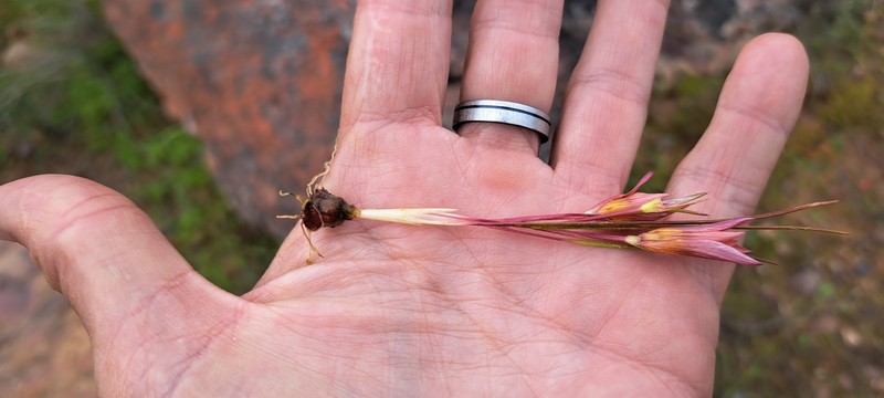 Romulea hirsuta subsp. cuprea photo 4