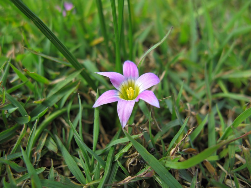 Rosy Sandcrocus photo 2