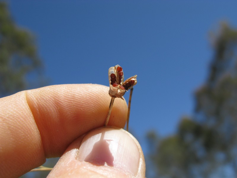 Rosy Sandcrocus photo 3