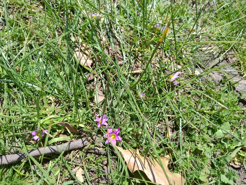 Rosy Sandcrocus photo 5